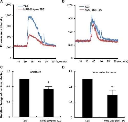 Figure 4 PGI2 attenuates TZG-induced calcium influx into neurons.Notes: (A) A representative neurons’ calcium influx induced by ex vivo TZG (blue line) or TZG plus MRE-269 treatment (red line). (B) Neuronal calcium influx induced by ex vivo TZG or ACSF pretreatment before TZG administration (red line). Maximum calcium labeling (amplitude) (C) and area under curve (D) of calcium influx in individual cells after MRE-269 plus TZG and TZG treatment alone. Bars represent group means ± SEM. *Represents a significant effect of MRE-269 plus TZG compared to TZG treatment alone (P≤0.01 for both). N=10 in one slice preparation.Abbreviations: ACSF, artificial cerebral-spinal fluid; PGI2, prostacyclin; SEM, standard error; TZG, (RS)-(tetrazol-5-yl)glycine.