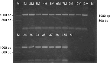 Figure 1. PCR-amplification of actinomycetes DNA with the genus-specific primer pair StrepB/StrepE. M- DNA Ladder (Fermentas); 155 – S. hygroscopicus 155; the number of each lane corresponds to the numbers of the strains.