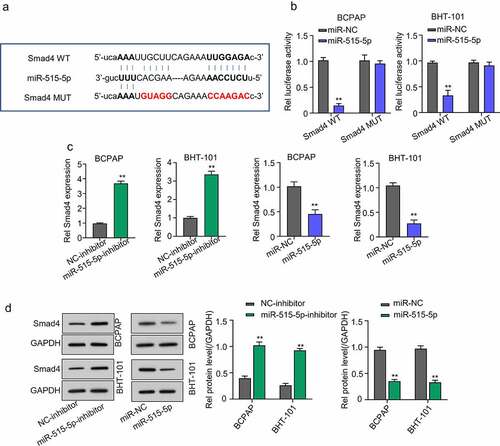 Figure 5. Smad4 is a regulatory target of miR-515-5p in THCA cells. (a) Starbase analysis predicted SMAD4 mRNA as a potential target miR-515-5p in THCA cells (b) Dual-Luciferase reporter assay. The luciferase activity of THCA cell lines co-transfected with miR-515-5p and SMAD4 wild type (WT) plasmid was significantly inhibited while that of cells co-transfected with SMAD4 mutant type (Mut) plasmid was not. (c) QRT-PCR analysis to measure the expression of SMAD4 mRNA after transfecting the THCA cell lines with miR-515-5p inhibitor or mimics. SMAD4 mRNA expression was significantly increased after miR-515-5p inhibition and was markedly repressed after overexpressing miR-515-5p (d) Western blot analysis. MiR-515-5p inhibition increased SMAD4 protein expression while miR-515-5p overexpression reduced it.