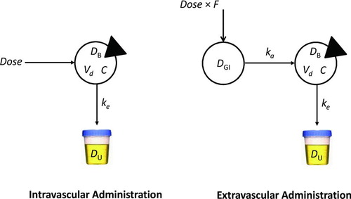 FIGURE 1  One-compartment models. The intravascular administration model (left panel) is characterized by a single sampled compartment into which a dose of drug is administered. The triangle cuts into the sampled compartment. In these models, DB represents the mass of drug in the body, Vd is the apparent volume of distribution of drug, and C represents the drug concentration, equal to D/Vd. ke represents the first-order elimination rate constant (h−1). Drug is eliminated in the urine unchanged and in metabolite form. In the extravascular administration model (right panel), a dose of drug is administered into a compartment from which the drug is transferred into the body via the gastrointestinal tract. F represents the drug's bioavailability. ka is the first-order absorption rate constant. The steady-state plasma concentration of opioid over time for oral dosing is independent of ka, so the path from DGI to DB equals Dose × F.