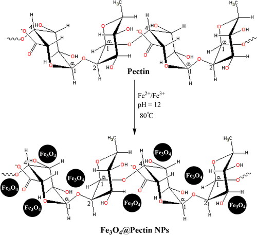 Scheme 1. Schematic one-pot synthesis of Fe3O4@Pectin NPs.