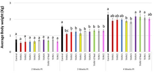 Figure 1. Average body weight (kg) in different groups at 2, 3, and 4 weeks post-inoculation. Different letters at a time-point indicate statistically significant difference (P < 0.05) between groups.