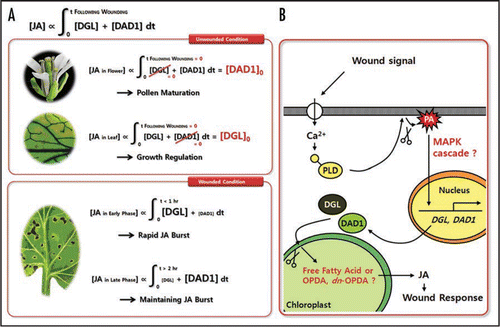 Figure 1 Schematic Model for JA Generation and Maintenance in Plant. (A) Roles of DGL and DAD1 in JA accumulation are presented as an integral equation. (B) Signaling cascade during initiation of wound response. Wound-induced cytosolic Ca2+ release stimulates translocalization of PLD to plasma membrane. Then, PLD releases phosphatidic acid (PA), and the released PA activates transcription of DGL and DAD1 genes. DGL and DAD1 proteins catalyze chloroplast membrane, and then initiate JA biosynthesis. Our proposed open questions are presented as red letters.