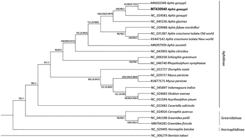 Figure 1. Neighbor joining (10,000 bootstrap repeats), maximum likelihood (1,000 bootstrap repeats), and Bayesian inference (Number of generations is 1,100,000) phylogenetic trees of 23 mitochondrial genomes of Aphididae and one outgroup: three Aphis gossypii (MT430940 in this study, NC_024581, and MN102349), Aphis glycines (NC_045236), Aphis fabae mordvilkoi (NC_039988), Aphis caccivora (NC_031387 and KX447142), Aphis aurantia (MN397939), Aphis citricidus (NC_043903), Schizaphis graminum (NC_006158), Rhopalosiphum nymphaeae (NC_046740), Diuraphis noxia (NC_022727), Myzus persicae (NC_029727 and KU877171), Indomegoura indica (NC_045897), Sitobion avenae (NC_024683), Acyrthosiphon pisum (NC_011594), Cavariella salicicola (NC_022682), Cervaphis quercus (NC_024926), Greenidea psidii (NC_041198), Greenidea ficicola (MN704283), Hormaphis betulae (NC_029495), and Bemisia tabaci (NC_006279) as outgroup species. Phylogenetic tree was drawn based on maximum likelihood tree. The numbers above branches indicate bootstrap support values of neighbor joining, maximum likelihood, and Bayesian inference phylogenetic trees, respectively.