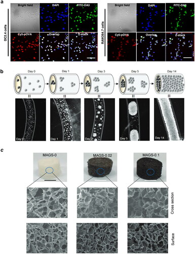 Figure 3. Natural-based hydrogels used in immunotherapeutic strategies. (a) Polyplexes released from the hydrogels induce priming of DC 2.4 mouse DCs and RAW 264.7. Adapted with permission from Ref.Citation100 Copyright 2020, Elsevier. (b) T cells cultured in AlgTubes first associate to form small clusters that subsequently grow until the tube is filled Adapted with permission from Ref.Citation101 Copyright 2018, John Wiley and Sons. (c) Characterization of alginate scaffolds containing various amounts of embedded MAGS. Adapted with permission from Ref.Citation105 Copyright 2019, John Wiley and Sons.