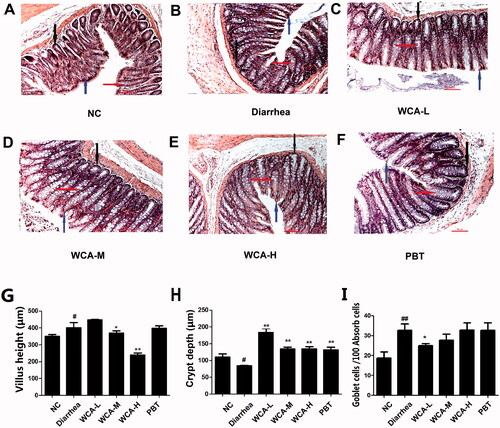 Figure 2. Effect of WCA on pathological changes in Folium senna-induced diarrhoea rats.HE staining was performed in colonic tissue from rats. The morphology of colonic structure was captured and labelled for intestinal velvet (blue arrows), Goblet cells (red arrows) and crypt (black arrows). Representative image of diarrhoea group, WCA-L, WCA-M, WCA-H and PBT group were shown. (A–F, n = 6). (H) Villus height (µm); (I) Crypt depth (µm); (G) Goblet cells/100 Absorb calls (n = 10). Scale bars 100 µm.