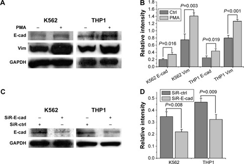 Figure 3 Western blot results showing the expression of E-cadherin (E-cad) and vimentin (Vim) proteins in K562 and THP1 cells.Notes: (A, C) Western blots results of leukemia cells treated with and without PMA; (B, D) quantitative results of (A and B) using ImageJ software by assuming the intensity of the GAPDH proteins (inner control) to be 1. The experiments were performed three times, with the scatter of data indicated by error bars. Results of two-population t-tests indicated in (B and D).Abbreviations: PMA, phorbol 12-myristate 13-acetate; SiR, small-interfering RNA; SiR-E-cad, E-cadherin siRNA sequence CDH1; SiR-ctrl, the negative control of small-interfering RNA sequence.
