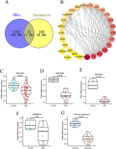 Figure 7 Protein–protein interaction network and core DEIRGs identification. (A) The intersection genes of turquoise module and IRGs. (B) Protein–protein interaction network of 31 DEIRGs. The darker the colour of the node, the more important it is in the network. Therefore, we chose the CD8A as the core gene. (C) CD8A expression level in GSE32472 dataset. (D–F) Validation of CD8A by external datasets (GSE25286, GSE25293 and GSE99633). (G) Validation of CD8A by in-house experiment.