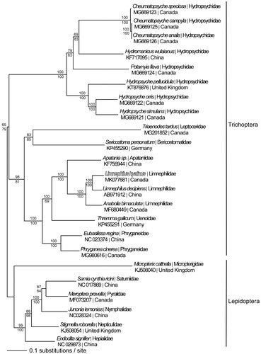 Figure 1. Maximum-likelihood phylogeny of superorder Amphiesmenoptera (GTR+I+G model, I = 0.1680, G = 0.8600, likelihood score 200095.94713) included complete mitochondrial genome sequences from Limnephilus hyalinus, 16 other Trichoptera species, and six representatives from sister clade Lepidoptera based on 1 million random addition heuristic search replicates (with tree bisection and reconnection). One million maximum parsimony heuristic search replicates also produced a single tree (43,649 steps) with a topology identical to the ML tree. Maximum-likelihood bootstrap values are above nodes and maximum parsimony bootstrap values are below nodes (each from 1 million random fast addition search replicates).