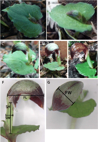 Figure 1  Stages of floral development in Corybas cheesemanii. A, emerging flower stem; B, bud; C, flowering imminent; D, open flower; E, mature open flower. Phenological measurement locations for Corybas cheesemanii flowers: F, FL, flower length; SH, stem height; SW, stem width; and G, FW, flower width.