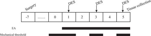 Figure 1 Diagram of the experimental protocol.