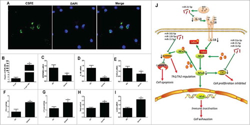 Figure 7. miRNAs in MVs are transported into T cells to induce exhaustion. (A) Confocal microscopy revealed the fusion of MVs and T cells after co-culture; (B) Copies of BCR-ABL significantly increased in T cells after co-culture (n = 3); Expression of target genes (C) SERPINB2, (D) IL-1B, and (E) CXCL5 in CD8+ T cells decreased after co-transfection with five miRNAmimics relative to that after transfection with NC mimics; Expression of exhaustion markers (F) PD-1, (G) CTLA-4, (H) Tim3, and (I) LAG3 increased after co-transfection with five miRNAmimics relative to that after transfection with NC mimics; (J) Potential mechanism of T cell exhaustion by MVs. NC: negative control; 5 mimic: co-transfection of the five miRNAmimics. Representative histograms of 3 separate experiments. Paired t test was used to compare two groups. Values represent the means ± SD, *P < 0.05, **P < 0.01.