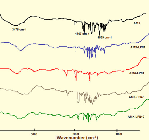 Figure 4 FTIR spectra of AMX, AMX-LPN1, AMX-LPN4, AMX-LPN7, and AMX-LPN10.
