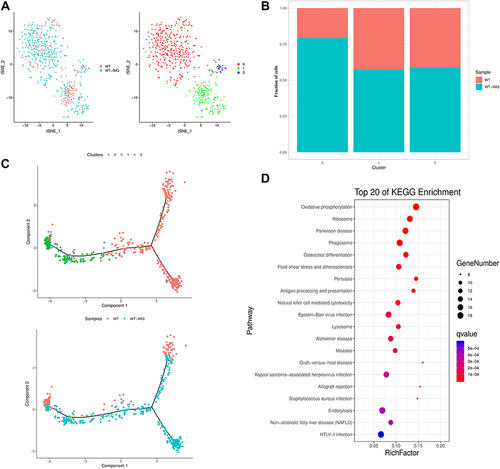 Figure 4 Gene expression heterogeneity in NK/T cells. (A) t-distributed stochastic neighbor embedding (t-SNE) distributions of the 3 NK/T cell clusters. (B) Bar plots showing cell subset distributions across samples within different groups. Blocks represent individual samples. (C) NK/T cells trajectory states defined by single cell transcriptomes (top panel) and pseudotime trajectory of NK/T cells shown separately for control and psoriatic mice (bottom panel). (D) Kyoto Encyclopedia of Genes and Genomes (KEGG) analysis of upregulated pathways in NK/T cells of control mice versus psoriatic mice.