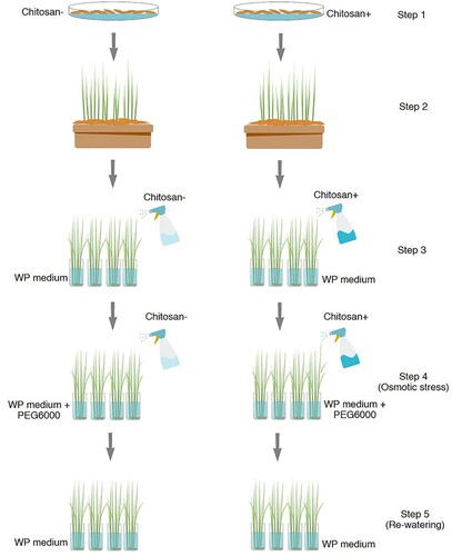 Figure 1. Scheme of the methodology for chitosan treatment.