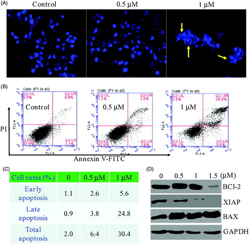 Figure 4. (A) Morphological changes analysis with DAPI staining after 48 h of compound 17a in PC3 cells. (B&C) Quantitative analysis of apoptotic cells using Annexin V-FITC/PI double staining. (D) Expression levels of 17a on apoptosis-related proteins.