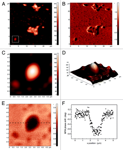 Figure 7. Topography (A) and MFM phase image (B) of MNPs loaded niosomes. Detail of the topography of an isolated niosome (C), its 3D reconstruction (D), the corresponding MFM phase image (E) with a MFM phase profile (F).