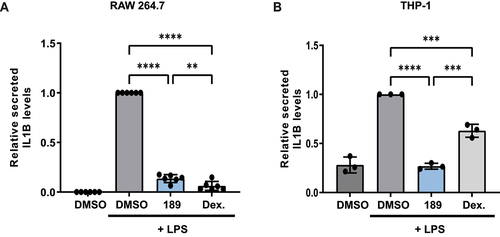 Figure 6. Compound 189 reduces IL1B secretion in LPS-treated macrophage-like cells. (A) RAW 264.7 cells were treated with LPS (1 μg/ml) combined with DMSO, compound 189 (10 μM), or dexamethasone (2 μg/ml) for 24 h, and levels of IL1B in the medium was measured by ELISA. Data represent mean ± SD of 6 biological repetitions, and was normalized to LPS-treated cells. Statistical significance was assessed using one-way ANOVA with Tukey’s multiple comparisons test, **P < 0.01; ****P < 0.0001. (B) THP-1 cells were treated with 0.5 μM PMA for 3 h followed by 0.5 μg/ml LPS combined with DMSO, compound 189 (10 μM), or dexamethasone (2 μg/ml) for 4 h and IL1B levels were assayed by ELISA as in A. Data represent mean ± SD of 3 biological repetitions, and was normalized to LPS-treated cells. Statistical significance was assessed using one-way ANOVA with Tukey’s multiple comparisons test, ***P < 0.001; ****P < 0.0001.