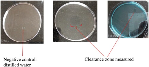 Figure 2. Appearance of clearance zones on oil spread technique.