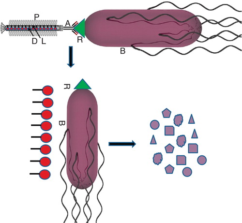 Figure 1. Schematic representation of targeted drug delivery by using filamentous phage to kill pathogenic bacteria colonized in host. Receptor and antibody specificity can be exploited for targeted delivery. Genetically engineered filamentous phage loaded with drug molecules inside its protein coat and displaying antibody on its tip can burst to release drug molecules when it binds with its complementary receptors. The released drug molecules attack pathogenic bacteria and kill it specifically. Here ‘A' stands for antibody; ‘B' for bacteria; ‘P' for protein coat; ‘D' for drug/antibiotic; ‘L' for chemical linker and ‘R' for receptor.