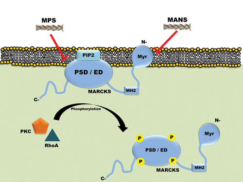 Figure 2. Schematic diagram showing MARCKS is associated with the plasma membrane and how its phosphorylation by PKC and/or RhoA leads to its dissociation. The diagram also depicts the three domains of MARCKS protein, wherein MANS peptide is known to target the NMD and MPS peptide is known to target PSD (ED). Here PSD means Phosphorylation site domain, ED means effector domain, Myr means Myristoylation, PKC means Protein kinase C, N– means N terminal, C- means C terminal, P means Phosphorylation.