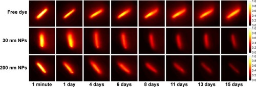 Figure 6 Example in vivo image sequence of Cy7.5 spacers in row 1 (top row), 30 nm NP spacers in row 2, and 200 nm NP spacers in row 3.Notes: Each row represents the changes over the 15 days of a specific spacer. The images in each row are normalized to minute 1. Abbreviations: Cy7.5, Cyanine 7.5; NPs, nanoparticles.