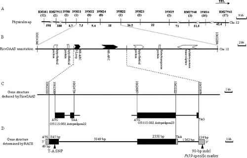 Figure 1. The genomic region surrounding Pi39. Note: Physical map of the Pi39 locus on chromosome 12 based on the ‘Nipponbare’ sequence (adapted from [Citation17], Springer license number: 3551371059670 [Liu X, Yang Q, Lin F, Hua L, Wang C, Wang L, Pan Q. Identification and fine mapping of Pi39(t), a major gene conferring the broad-spectrum resistance to Magnaporthe oryzae. Mol Genet Genomics. 2007;278:403–410.]) (A); according to RiceGAAS (http://ricegaas.dna.affrc.go.jp/), the Pi39 region harbours seven predicted genes, two of which have an NB-ARC domain (filled arrow) (B); the structure of OJ1115-G02 Autopredgene22 and OJ1115-G02 Autopredgene23, as predicted by RiceGAAS. The numbers shown at the top refer to cv. Nipponbare genomic sequence positions along chromosome 12 (C); the structure of Pi39, as determined by a comparison between its cDNA and gDNA sequence. Exons are shown as boxes and introns are shown as horizontal lines, connecting the exons. The positions of the Pi39-specific InDel and SNP markers are indicated by triangles (D).