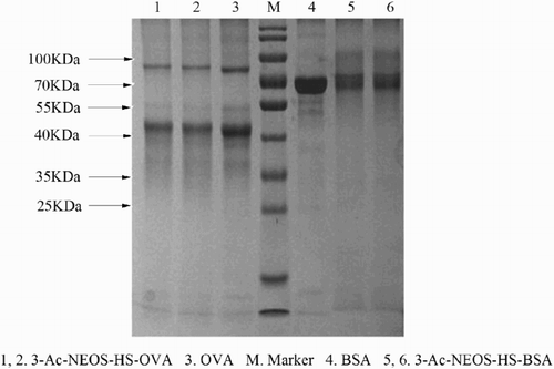 Figure 11. Electrophoretic profiles: SDS-PAGE of 3-Ac-NEOS-HS-OVA (lanes 1, 2), OVA (lane 3), BSA (lane 4) and 3-Ac-NEOS-HS-BSA (lanes 5, 6). The molecular marker is in the centre lane (M).