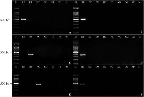 Figure 1. Specificity test for R. echinobothrida (A,B), R. tetragona (C,D) and R. cesticillus (E,F) primer sets. M: DNA marker 100 bp; RE: R. echinobothrida; RT: R. tetragona; RC: R. cesticillus; CO: Cotugnia sp.; DI: Diorchis sp.; FI: Fimbriaria sp.; EC: Echinostoma sp.; EM: E. miyagawai; HC: H. conoideum; PC: P. cuneatus; AG: A. galli; GG: G. g. domesticus; AP: A. p. domesticus and N: negative control.