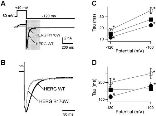 Figure 5. A) Representative tail current traces for HERG and HERG R176W using the following pulse protocol: cells were held at −80 mV, depolarized to +40 mV for 200 ms, and a test pulse was applied at hyperpolarized potentials where HERG channels are silent (−120 mV and −100 mV) for 1 s. B) Traces were normalized to the maximum value and only the highlighted area in A is scaled and shown. C, D) Fast and slow deactivation time constants respectively for HERG (open circle, n = 17), HERG R176W (solid circle, n = 16), and HERG+HERG R176W (solid square, n = 36). * denotes statistical significance (P<0.05) using ANOVA.