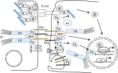 Figure 1. Desmosomal proteins contribute to tumorigenesis. In normal epithelial cells, AJs (cadherin–catenin complex) linked to the actin cytoskeleton and desmosomes (desmosomal cadherins: Dsg and Dsc, and plaque proteins) associated with IFs form stable cell–cell contacts. The tetraspanin protein PERP appears to be essential for desmosome formation, but its role is not fully understood. Activation of GFR tyrosine kinases disrupts desmosomes and induces endocytosis of desmosomal cadherins and dissociation of desmoplakin from the desmosomal plaque. Moreover, MAPK family members are activated including ERK1/2 which normally can be kept inactive by Erbin. Cytosolic tyrosine kinases of the Src-family also destabilize desmosomes. In targeting specific residues in plakoglobin, they define its binding to specific interaction partners. Plakoglobin can be included into AJs or compete with β-catenin degradation and transcriptional activity in association with TCF/LEF transcription factors. Probably, plakoglobin like β-catenin can also regulate the transcriptional activity of further transcription factors. Plakophilin released from the desmosome is involved in the regulation of translation (not shown) or has nuclear functions in association with β-catenin or RNA-polymerase III (not shown, see CitationHatzfeld et al. 2014). α, α-catenin; β, β-catenin; DP, desmoplakin; Dsg, desmoglein; Dsc, desmocollin; E-cad, E-cadherin; GFR, growth factor receptor tyrosine kinase; IFs, intermediate filaments; LEF, lymphocyte enhancer factor; p120, p120-catenin; PERP, p53 apoptosis effector related to PMP-22; Pg, plakoglobin; PKP, plakophilin; TCF, T-cell factor; TF, transcription factor.