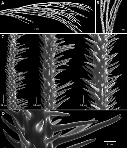 Figure 8. Acanthosaropathes uniseriata n. sp., holotype NIWA 86099: A, branch from holotype; B, close-up view showing polyps; C, sections of branchlets showing spines; D, close up view of forked circumpolypar spine (C and D from schizoholotype, USNM 1491417/SEM stub 460).