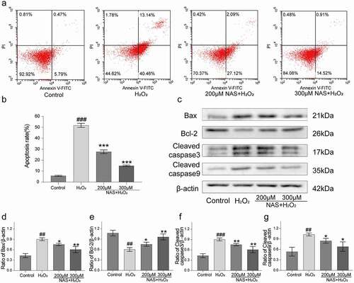 Figure 4. NAS reduced the apoptosis of PC12 cells induced by H2O2 (a) The apoptosis rate of PC12 cells was detected by Annexin V-FITC and PI staining. (b) Percentage of apoptotic cells. (c) The levels of apoptosis related proteins (Bax, Bcl-2, cleaved caspase-3 and cleaved caspase-9) were detected by Western blotting. (d) Quantitative analysis of Bax level. (e) Quantitative analysis of Bcl-2 level. (f) Quantitative analysis of cleaved caspase-3 level. (g) Quantitative analysis of cleaved caspase-9 level. The results are expressed as mean ± SD (n = 3). ##p < .01 or ###p < .001 vs. Control group; *p < .05 or **p < .01 or***p < .001 vs. H2O2 group.