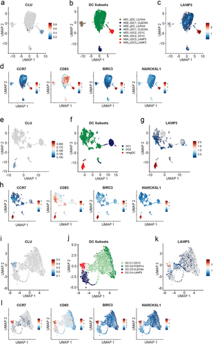 Figure 2. Clusterin is expressed by mature DCs in human cancer.