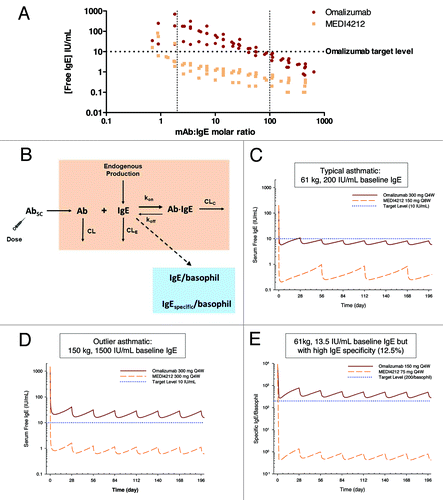 Figure 5. IgE suppression in humans. (A) Suppression of free-IgE in ex vivo human sera from 7 donors with baseline IgE levels 25–1339 IU/mL. Data from each donor at each antibody concentration are plotted as separate data points. (B) Mechanistic PK/PD model. Simulated serum free IgE or specific IgE per basophil profiles following administrations of MEDI4212 and omalizumab in (C) typical asthma patient; (D) High IgE / bodyweight; (E) Low total IgE with high IgE specificity.