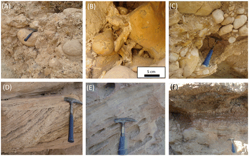 Figure 6. Alluvial fan lithofacies. (A) Disorganised matrix-supported conglomerates (FT1) composed of matrix-supported sub-angular to sub-rounded and poorly sorted cobble-boulder clasts. (B) Conglomerates with structureless micrite and microsparite matrix. (C) Disorganised matrix- to clast-supported conglomerates (FT2). (D) Stratified sandstones (FTS1). Note that set and coset thicknesses of cross-strata average between 20 and 35 cm and 1 and 1.5 m, respectively, with low-angle cross-strata dipping from 15 to 25°. (E) Massive sandstones (FTS2). (F) Massive mudstones (FT3) with calcareous pedogenic nodules and reddish-brown claystones.