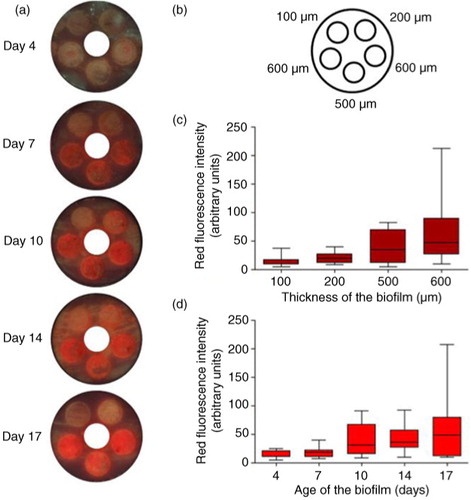 Fig. 2 The effects of biofilm thickness and age on red fluorescence, biofilm grown on Teflon. (a) Example of one CDFF pan per time point (screw thread for pan removal covered), (b) different depth settings of the plugs. (c) Intensity of red fluorescence (peak amplitudes for the different peak wavelengths within the red area of the spectrum) in arbitrary units per biofilm thickness. (d) Intensity of red fluorescence (peak amplitudes for the different peak wavelengths within the red area of the spectrum) in arbitrary units per biofilm age.