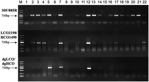 Figure 1. Electrophoretogram of PCR amplification for 22 rotifers: (1) K. cochlearis, (2) K. tropica, (3) K. tecta, (4) B. diversicornis, (5) B. falcatus, (6) B. caudatus, (7) B. urceolaris, (8) B. angularis, (9) B. quadridentatus, (10) B. forficula, (11) A. priodonta, (12) A. brightwelli, (13) P. vulgaris, (14) T. dixonnuttalli, (15) T. capucina, (16) T. cylindrica, (17) S. oblonga, (18) L. bulla, (19) Lecane sp1., (20) Lecane sp2., (21) A. ovalis, (22) P. hudsoni.