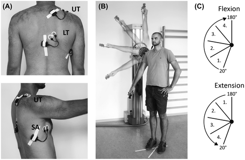 Figure 1. (A) EMG set-up: positioning of surface electrodes (UT = upper trapezius, LT = lower trapezius, serratus anterior). (B) Positioning of subject at dynamometer with defined ROM of 160° shoulder flexion in scapula plane. (C) Movement phases of shoulder flexion and extension.