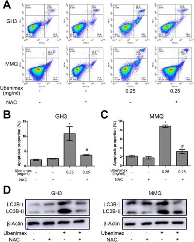 Figure 7 Effects of ROS on ubenimex-induced apoptosis and autophagy in the GH3 and MMQ cells.