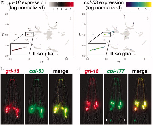 Figure 5. Prospective identification of novel cell-type-specific promoters for ILso glia. (A) Cell cluster plots illustrating the expression of grl-18 and col-53 in embryonic glia and excretory cells from Packer et al., Citation2019. Each point represents an individual cell. The color indicates the relative expression level of each gene. For grl-18, low expression is black and high expression is red. For col-53, low is blue and high is green/yellow. Gray indicates no detected transcripts for the gene of interest. Inset box, the cell cluster predicted to include ILso glia. Cell cluster plot for col-177 is in Supplementary Figure S1(A). (B, C) Merged brightfield and fluorescence images of an animal expressing grl-18pro:mApple together with (B) col-53pro:GFP or (C) col-177pro:GFP, showing that these markers are expressed in the same cells. col-177 is also faintly expressed in cells with a glial morphology, tentatively identified as OLL socket glia in the head (arrowheads, see Supplementary Figure S1(B)) and ADE and PDE socket glia in the body. See online version for color figure.