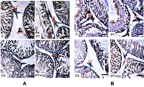 Figure 2 (A) 3βHSD3βHSD and (B) 17βHSD immunohistochemistry in testes of control and experimental rats. Arrows show expression of protein. Bar 100 μm.