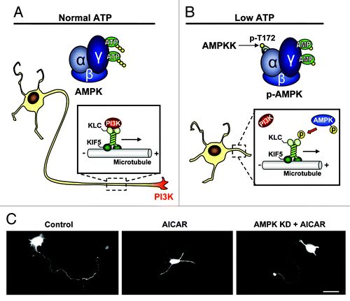 Figure 1. Schematic illustration depicting the mechanism of AMPK dependent polarity inhibition. (A) Under normal energy conditions AMPK exists in an unphosphorylated/inactive state and PI3K is transported to the neurite tip via a physical association with the kif5 cargo adaptor, KLC. The accumulation of PI3K at a single neurite tip promotes the signaling responsible for axon initiation and growth. (B) Under energy-lacking conditions, AMP binds to AMPK producing a conformational change in the kinase, allowing phospho-activation of AMPK by upstream kinases (AMPKK). AMPK-caused KLC phosphorylation dissociates PI3K, resulting in a loss of PI3K from the neurite tip and an inhibition of neuronal polarization. (C) Cultured hippocampal neurons are transfected with GFP for visualization. Control neuron shows typical single axon (left), which is missing in a neuron treated with AMPK activator AICAR (middle). Expression of kinase dead (KD) AMPK rescues polarity in the AICAR treated neuron. Scale bar = 20 μm.
