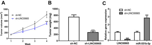 Figure 6 Effect of LINC00665 on BC in vivo. (A) Tumor volume of different experimental groups at different time points. (B) Tumor weight of different experimental groups. (C) Relative gene expression in different experimental groups. ***P < 0.001 compared with sh-NC group.