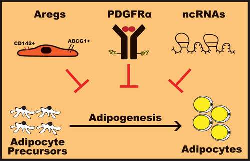 Figure 1. Molecular mechanisms to harness adipogenesis.