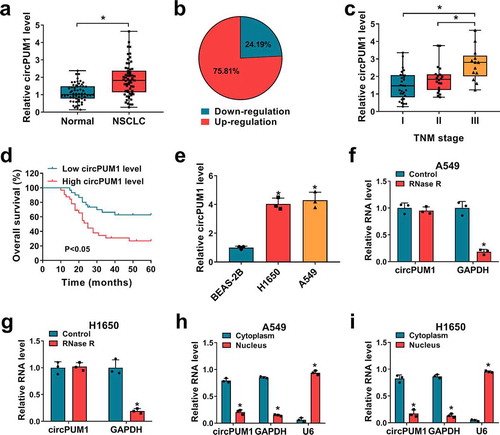 Figure 1. The expression profile of circPUM1 in NSCLC. (a, b) qRT-PCR analysis of circPUM1 expression in NSCLC tissues and para-carcinoma tissues. (c) qRT-PCR analysis of circPUM1 expression in NSCLC tissues according to TNM staging. (d) Kaplan-Meier overall survival curves for 62 patients with NSCLC classified according to relative circPUM1 expression level. (e) qRT-PCR analysis of circPUM1 expression in two NSCLC cell lines (H1650 and A549) and non-cancerous lung cell line BEAS-2B. (f, g) qRT-PCR analysis of circPUM1 expression in H1650 and A549 cells treated with or without RNsae R. (h, i) qRT-PCR indicating the distribution of circPUM1, GAPDH, and U6 in the cytoplasmic and nuclear fractions of H1650 and A549 cells. *P < 0.05