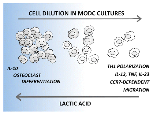 Figure 1. Rewiring dendritic cell differentiation upon the accumulation of lactic acid. Monocyte-derived dendritic cells (DCs) developing in sparse monocytic cultures show a superior ability to produce pro-inflammatory cytokines, to elicit TH1 responses and to migrate toward the lymphoid tissue-derived chemotactic agent chemokine (C-C motif) ligand 19 (CCL19). On the contrary, DCs differentiating in dense cultures produce interleukin (IL)-10 but no pro-inflammatory cytokines upon activation. In addition, DCs originating in dense cultures maintain a relatively high plasticity and can trans-differentiate to osteoclasts. A key role for lactic acid in rewiring DC functions was demonstrated by interfering with lactic acid production in dense cultures, which increased IL-12 and decreased IL-10 production, and by adding lactic acid to sparse cultures, which resulted in opposite effects. CCR7, chemokine (C-C motif) receptor 7; TNFα, tumor necrosis factor α.