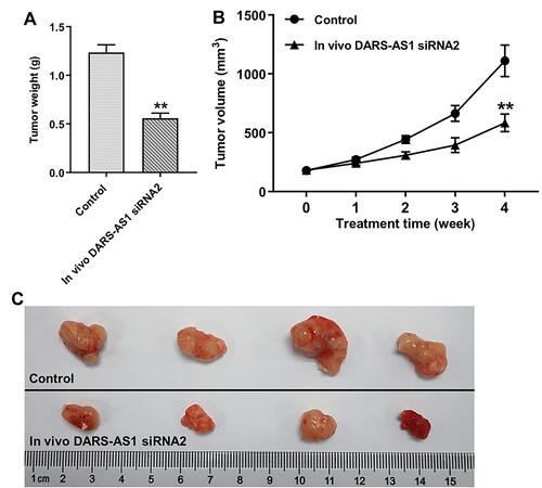 Figure 6 Downregulation of DARS-AS1 inhibits tumorigenesis of SiHa subcutaneous xenografts in vivo. (A) Xenograft tumor volume was monitored weekly. (B and C) Xenografts tumors were weighted and photographed. **P < 0.01, compared with the control group.