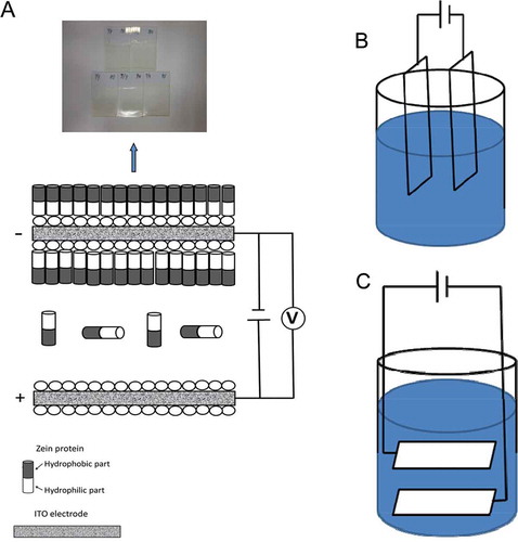 FIGURE 1 Schematic representation of proposed mechanism for the formation of zein based films by electrophoretic deposition using indium tin oxide (ITO) electrodes (A) containing vertical (B) and horizontal (C) electric fields.