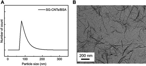 Figure S1 (A) DLS measurement of the SG-CNT dispersion. (B) TEM image of SG-CNTs obtained by observation of one drop of SG-CNT dispersion on a TEM grid after drying at room temperature.Abbreviations: DLS, dynamic light scattering; SG-CNT, super-growth carbon nanotube; TEM, transmission electron microscopy.